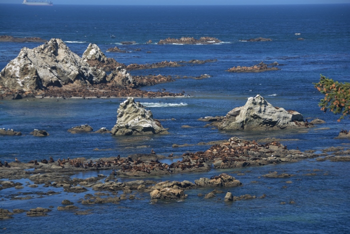 Shell Island overloaded with seals and sea lions